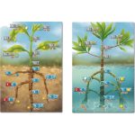 Cellulose Un juego de biología celular vegetal